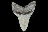 Serrated, Fossil Megalodon Tooth - North Carolina #91341-2
